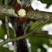 squirrel_variegated_tar_v_0236_cos0541.jpg